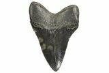 Fossil Megalodon Tooth - South Carolina #340171-1